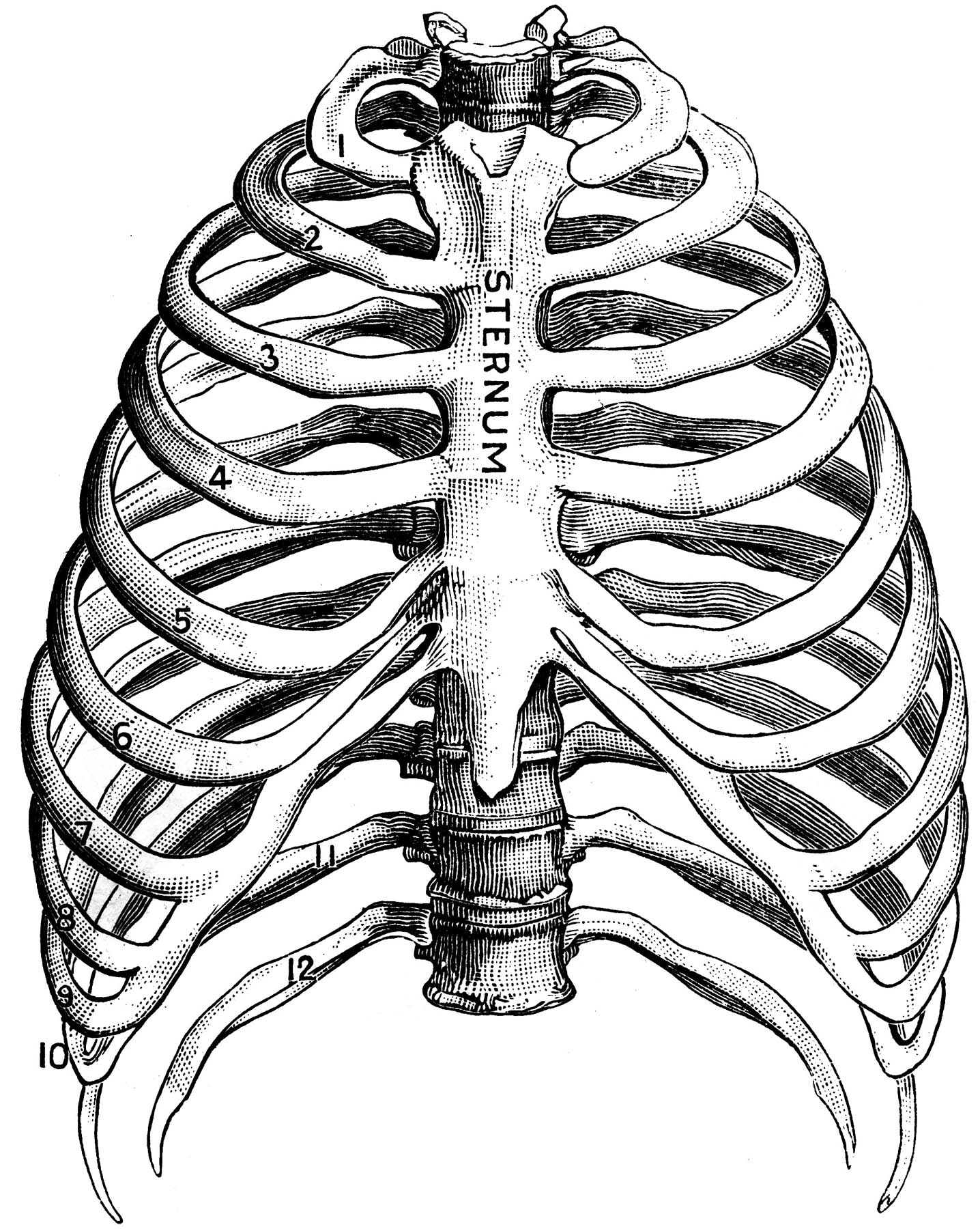 human ribs clipart - photo #1