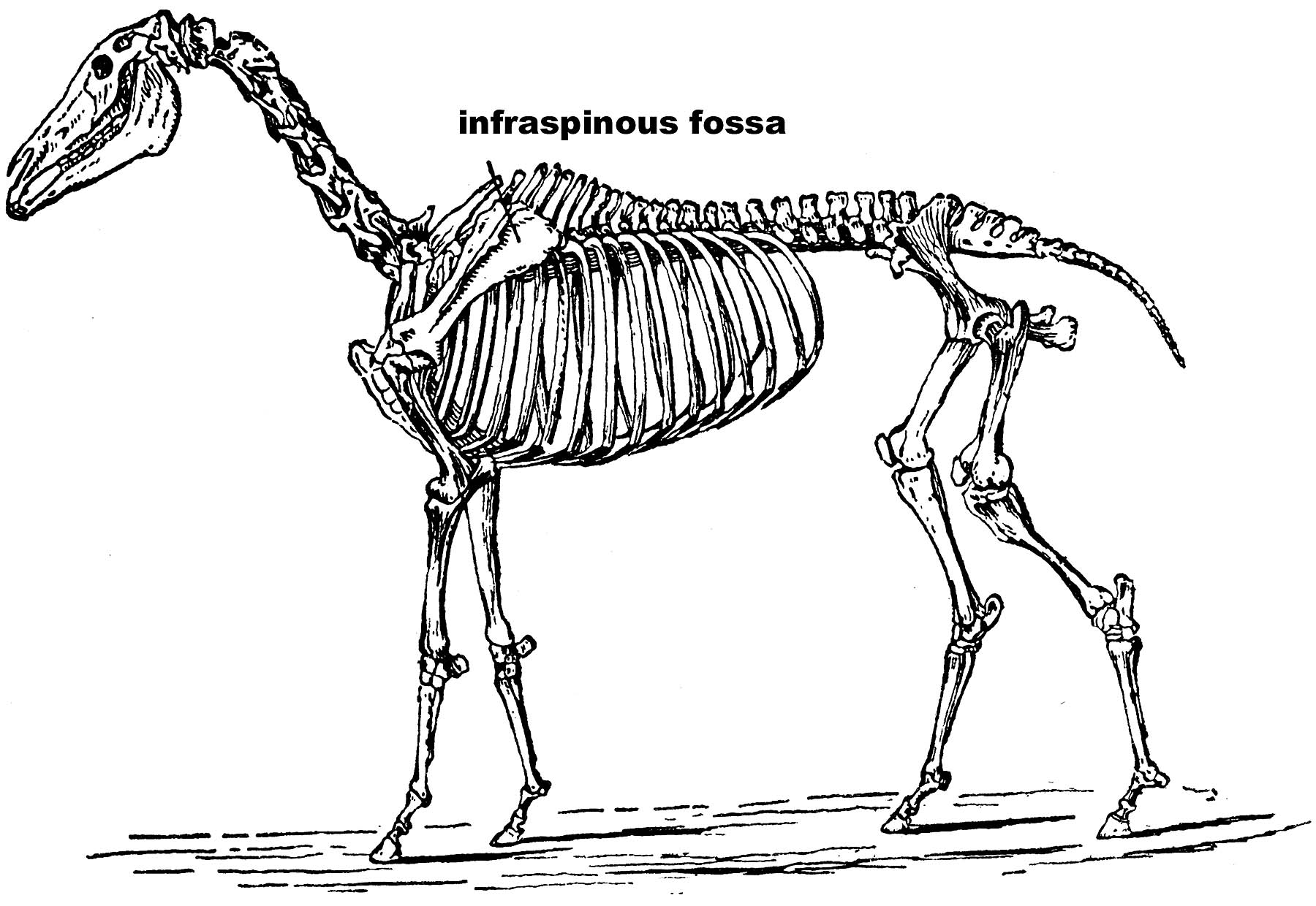 clipart horse skeleton - photo #3
