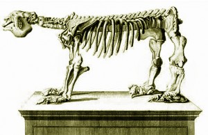 MegatheriumSqueletteCuvier1812