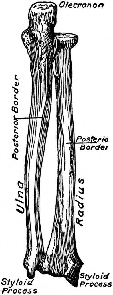 HUMAN FOREARM (left), view from back