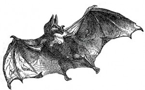 Vampire Bat (image courtesy FCIT)