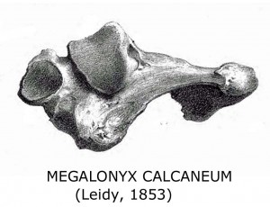 leidy calcaneum