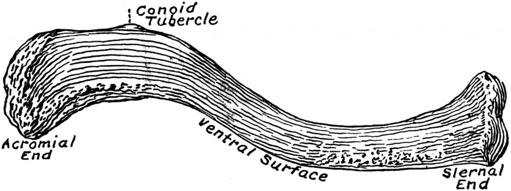 human clavicle300