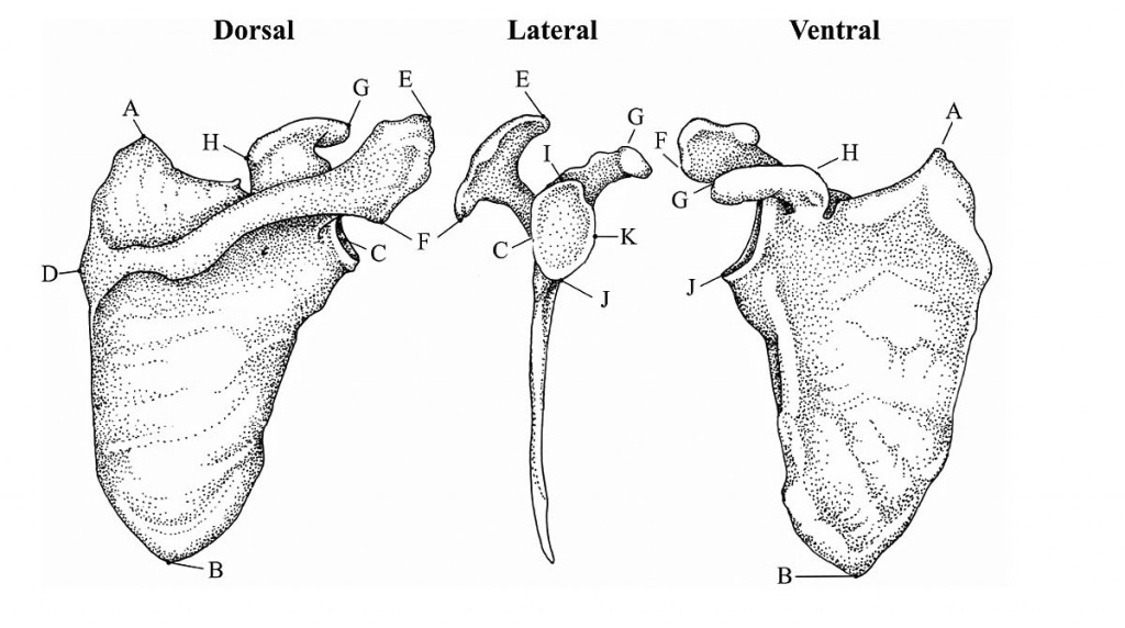 scapula landmarks Burke