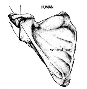 scapula stern vb