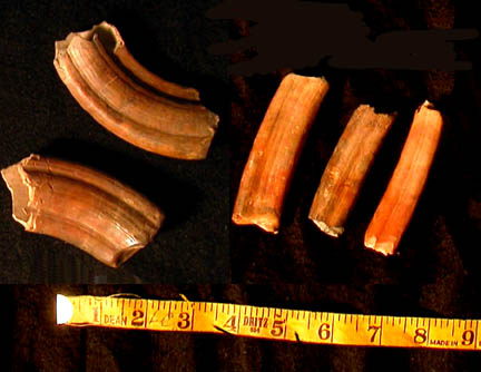 upper caniniforms, i.e. tusks (L); molariforms (R)